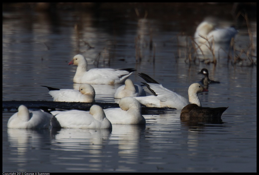 1117-111039-01.jpg - Snow Geese and Bufflehead