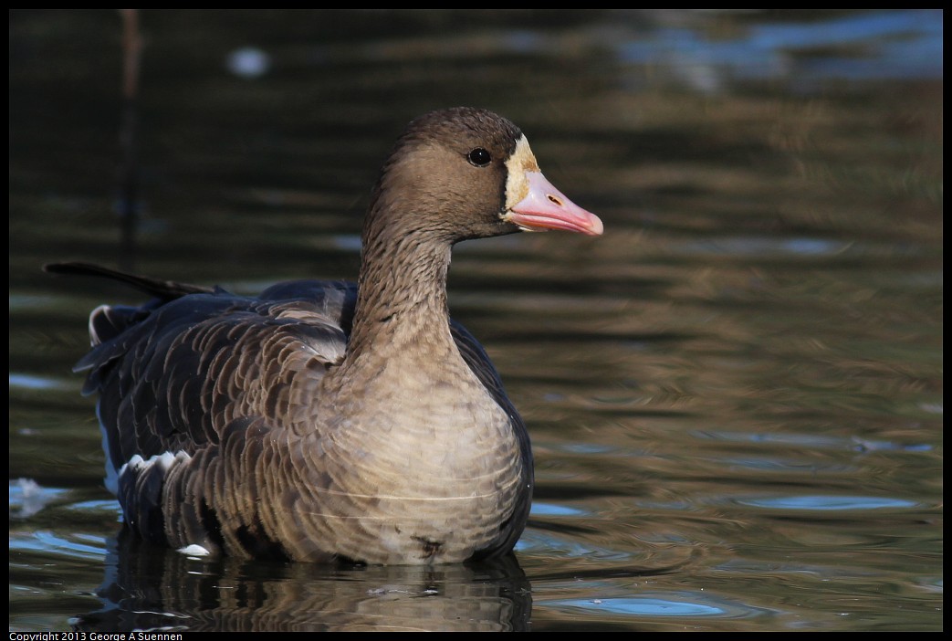 1117-111702-03.jpg - Greater White-fronted Goose