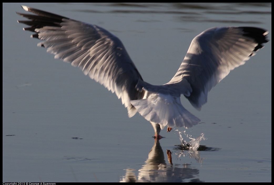 0108-085953-03.jpg - Ring-billed Gull - Arrowhead Marsh, Oakland, Ca - Jan 8