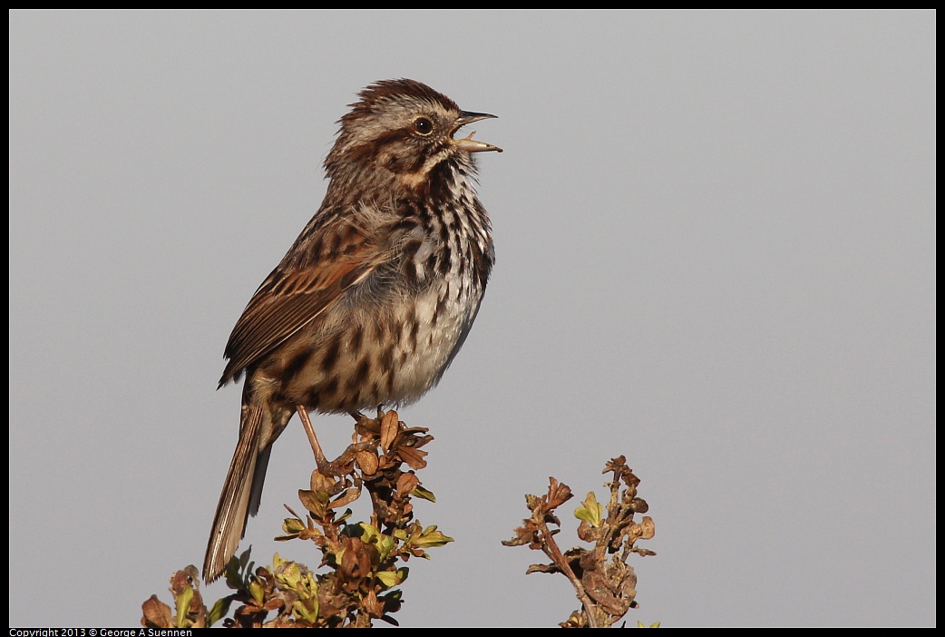 0108-090252-06.jpg - Song Sparrow - Arrowhead Marsh, Oakland, Ca - Jan 8