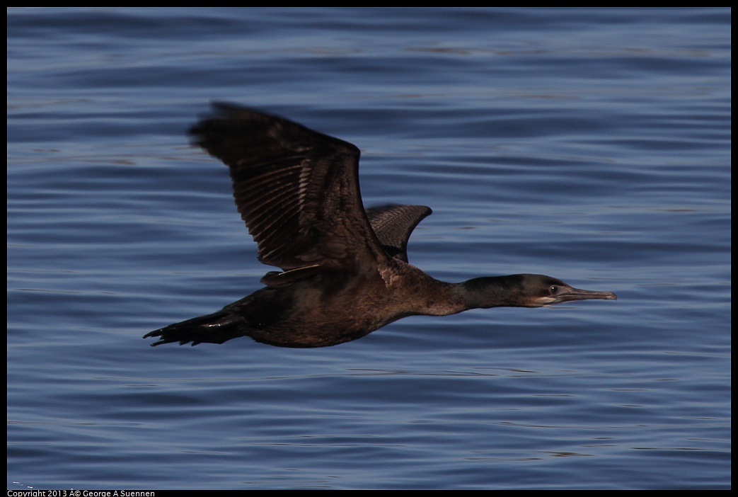 0210-101612-04.jpg - Brandt's Cormorant -  Moss Landing, Ca - Feb 10