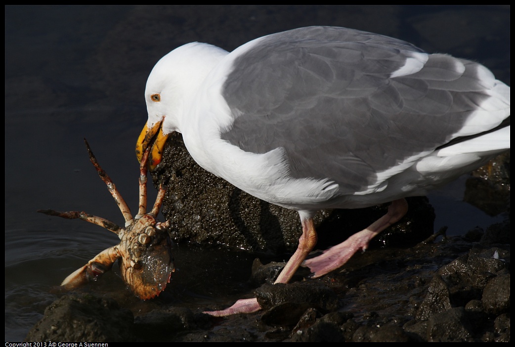 0216-092230-02.jpg - Western Gull with Crab - Heron's Head, SF, Ca - Feb 16 (GBBC Photo Contest Honorable Mention)