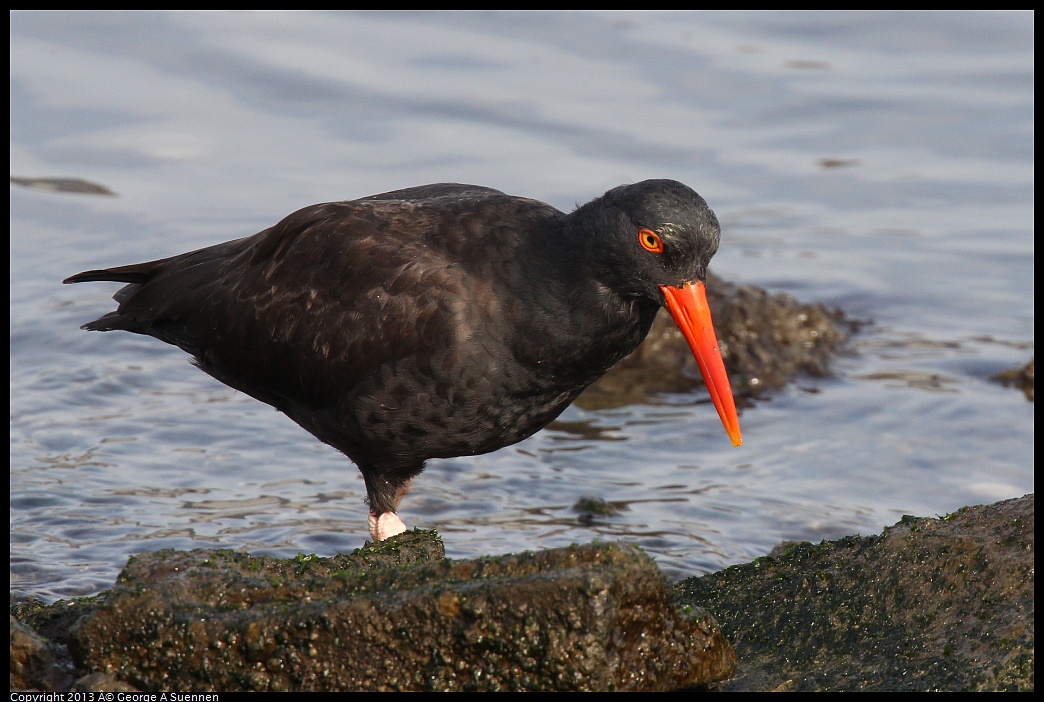 0216-095019-01.jpg - Black Oystercatcher - Heron's Head, SF, Ca - Feb 16
