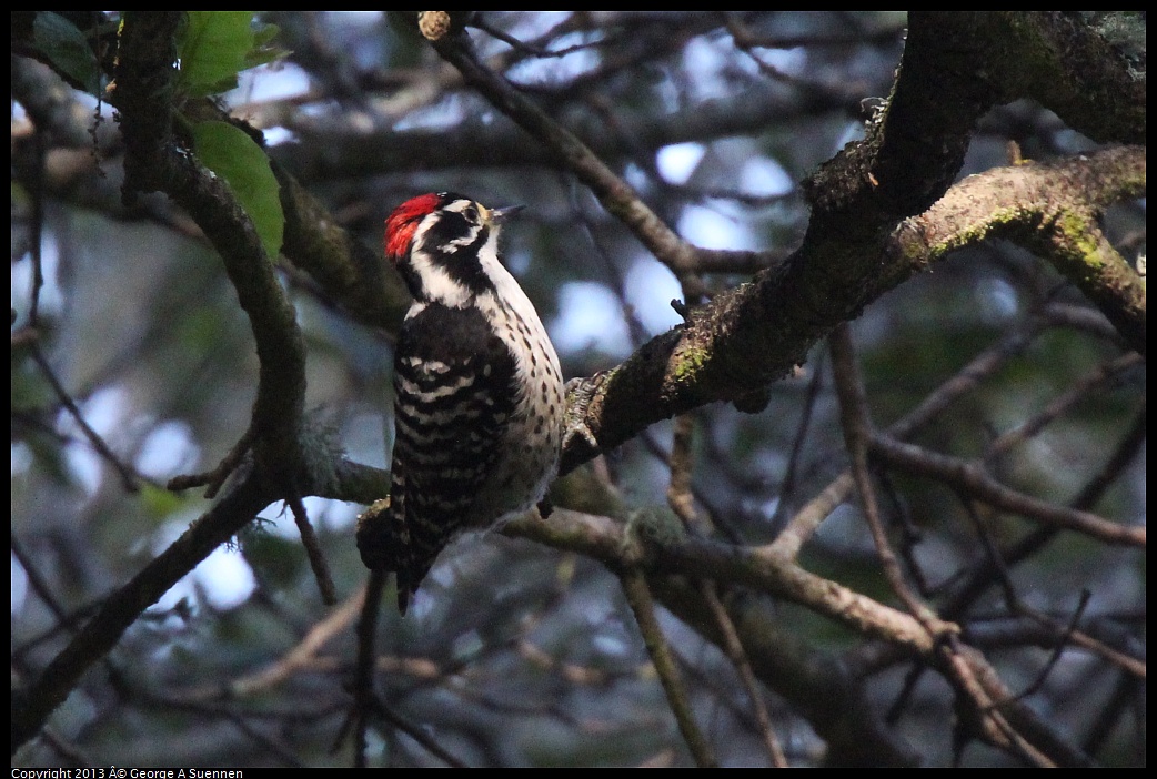 0217-104018-01.jpg - Nuttall's Woodpecker - Canyon Trail, El Cerrito, Ca - Feb 17