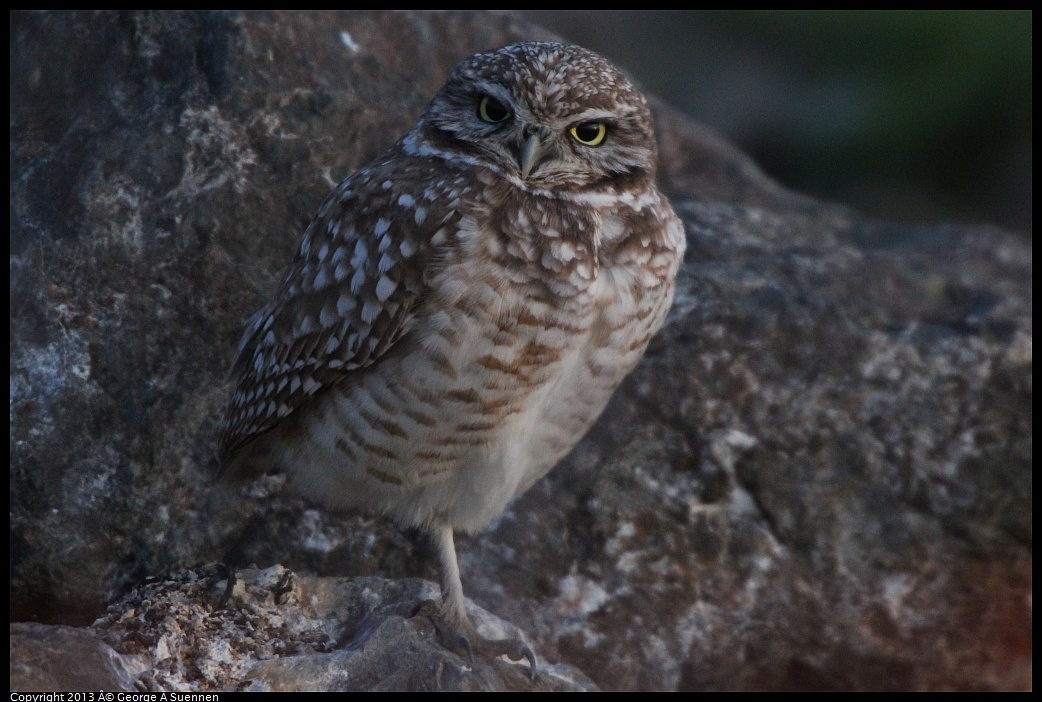 0223-175037-02.jpg - Burrowing Owl - Eastshore Park, Albany, Ca - Feb 22