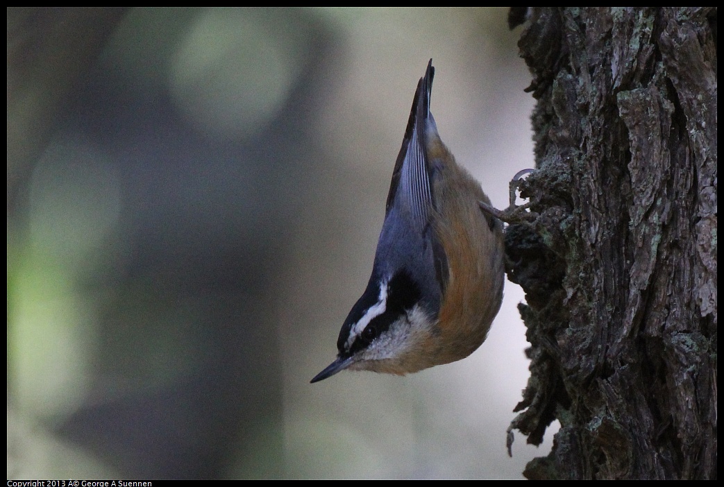 0228-104232-04.jpg - Red-breasted Nuthatch - Sibley Preserve, Oakland, Ca - Feb 28
