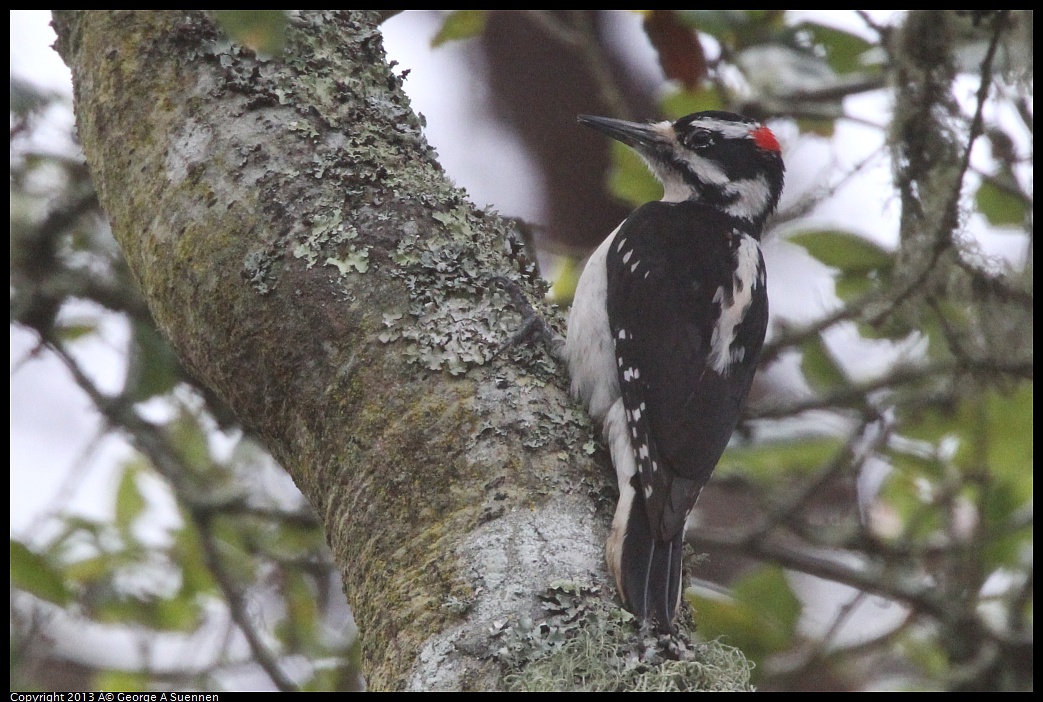 0305-092151-04.jpg - Hairy Woodpecker - Jewel Lake, Berkeley, Ca - Mar 5