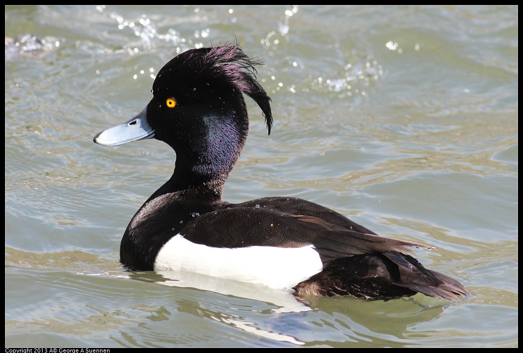 0313-120924-03.jpg - Tufted Duck - Lake Merritt, Oakland, Ca - Mar 13