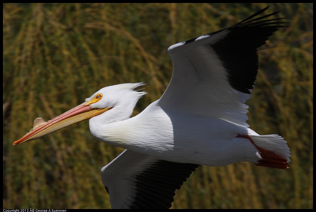 0317-132953-04.jpg - American White Pelican - Lake Eliabeth, Fremont, Ca - Mar 17