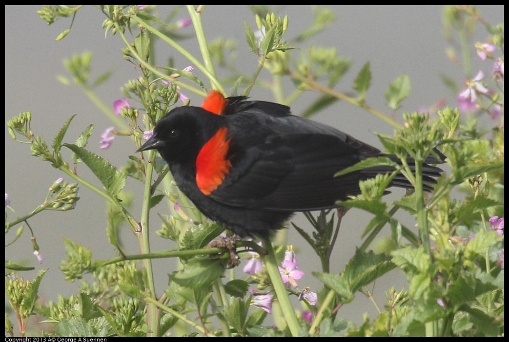 0329-083850-03.jpg - Red-winged Blackbird - Eastshore Park, Albany, Ca - Mar 29