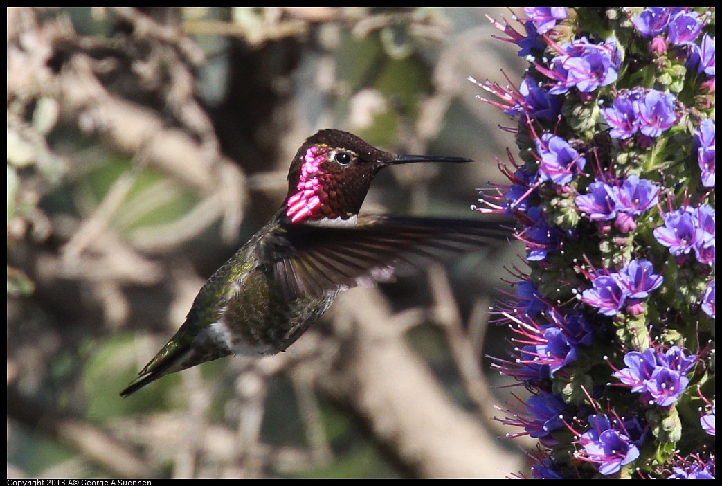 0329-090811-03.jpg - Anna's Hummingbird - Eastshore Park, Albany, Ca - Mar 29