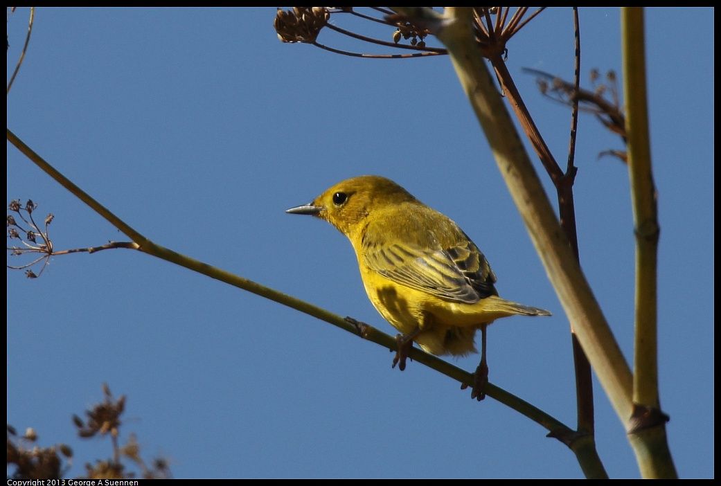 1005-105401-03.jpg - Yellow Warbler - Coyote Hills, Fremont, Ca - Oct 5