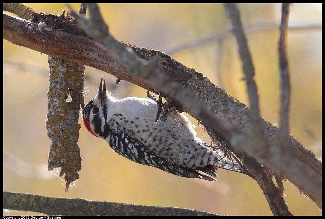 1117-092515-02.jpg - Nutall's Woodpecker -  Sacrament NWR, Ca - Nov 11