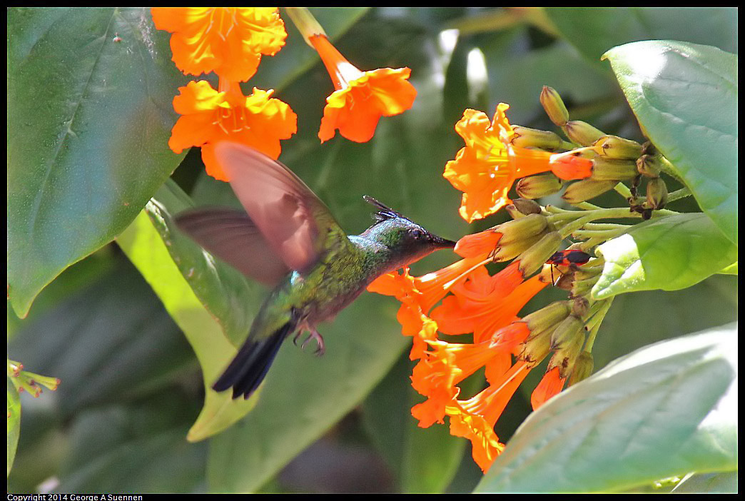 0820-123112-03.jpg - Antillean Crested Hummingbird