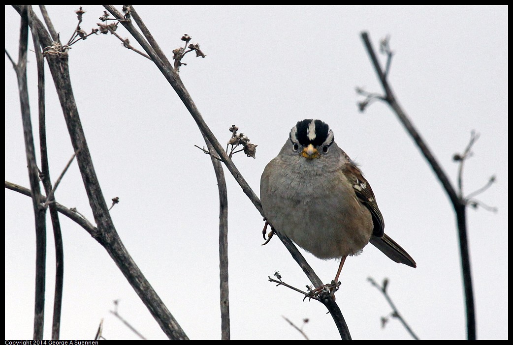 0215-130007-01.jpg - White-crowned Sparrow