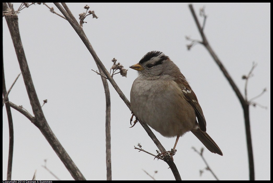 0215-130011-01.jpg - White-crowned Sparrow