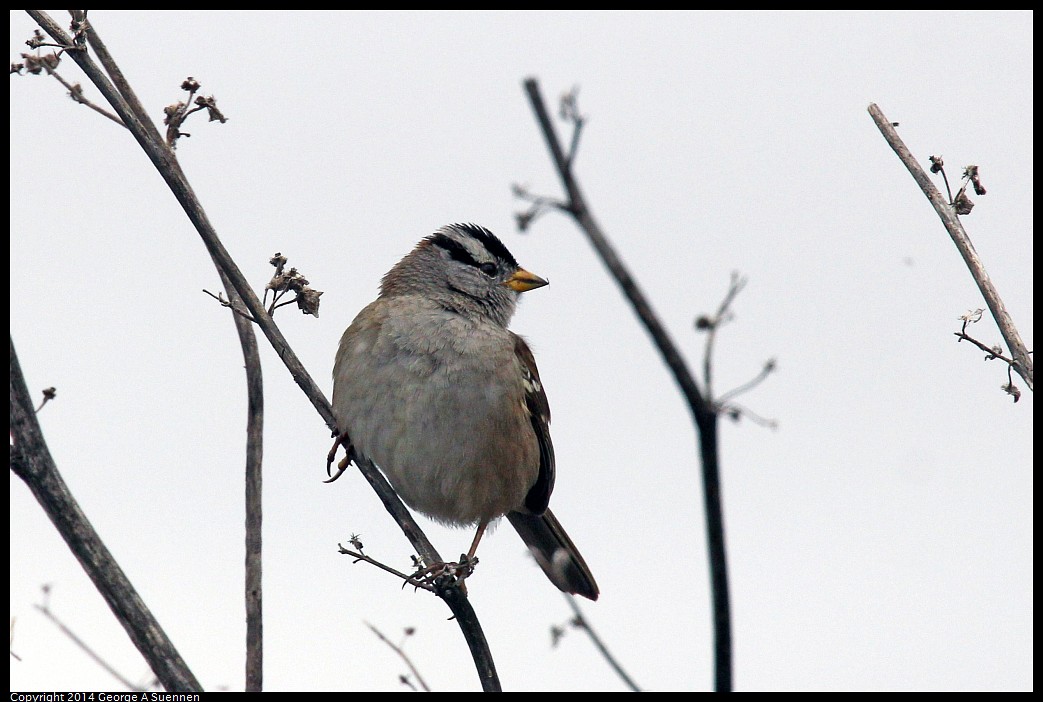 0215-130014-01.jpg - White-crowned Sparrow