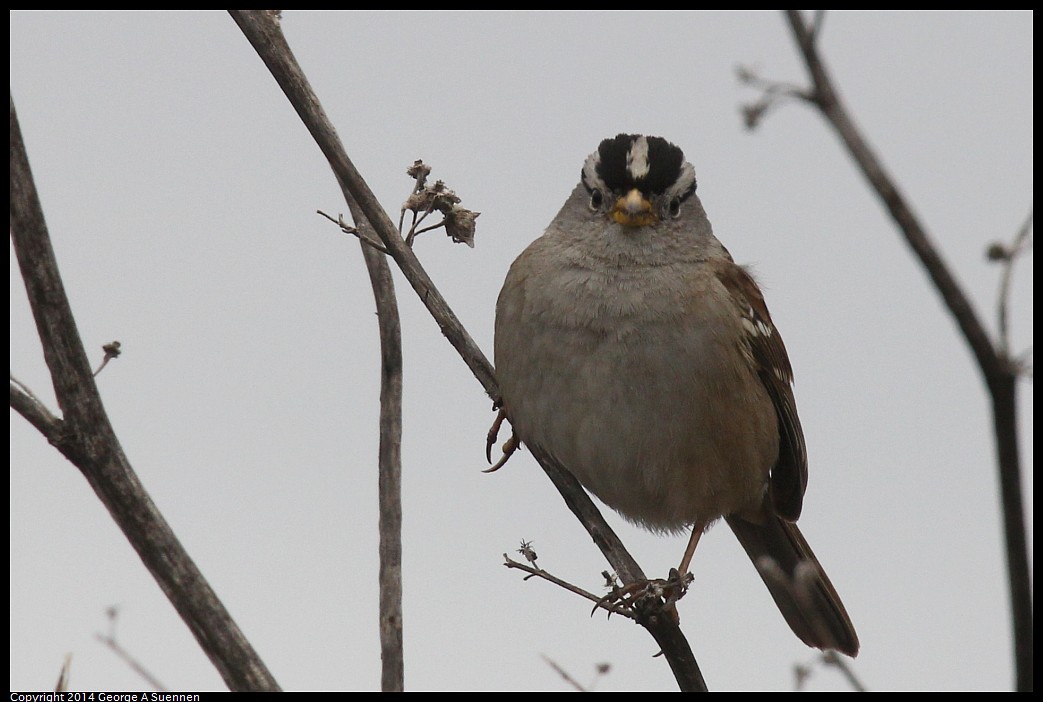 0215-130020-04.jpg - White-crowned Sparrow