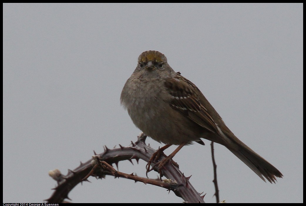 0215-130107-03.jpg - Golden-crowned Sparrow
