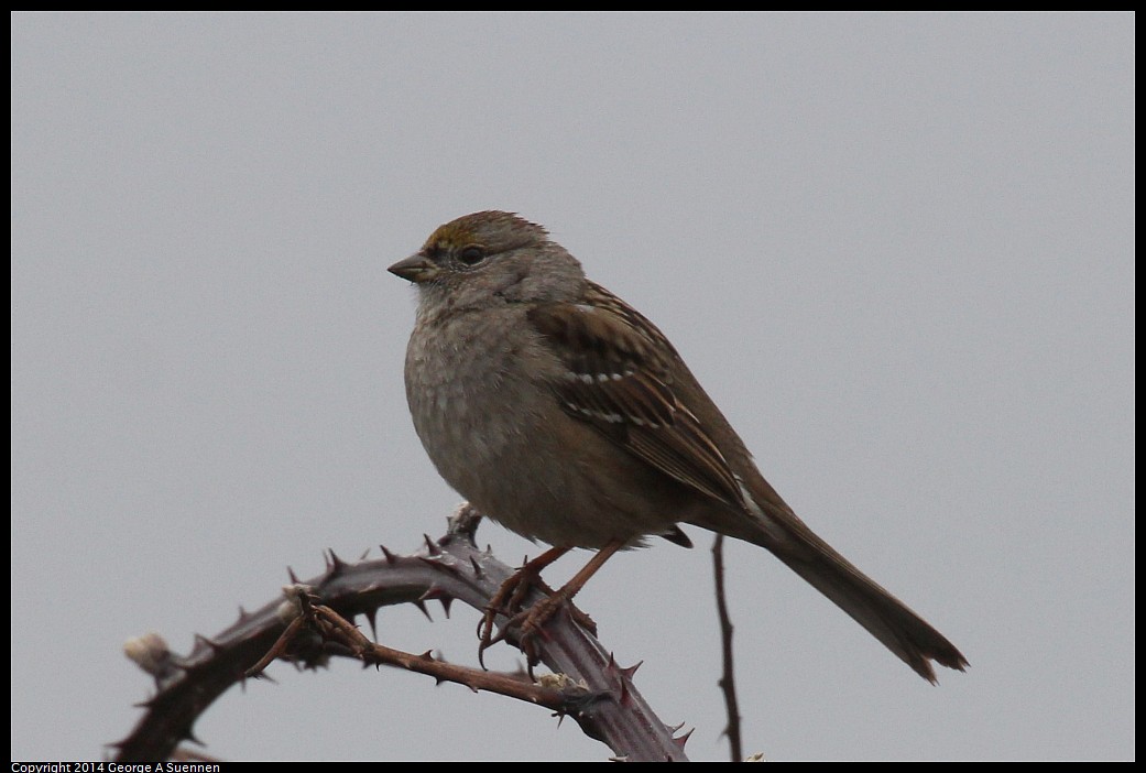 0215-130109-02.jpg - Golden-crowned Sparrow