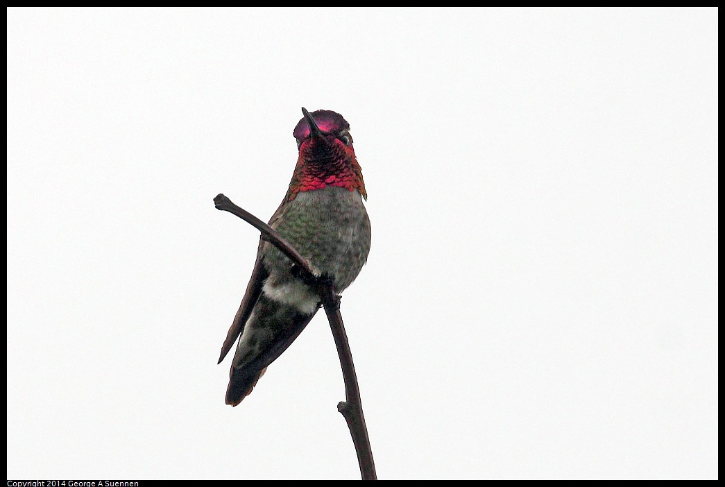 0215-130259-03.jpg - Anna's Hummingbird