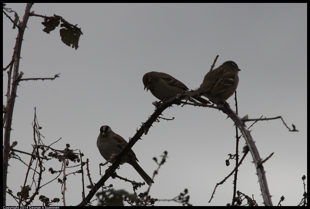 0215-130712-01.jpg - White-crowned Sparrow