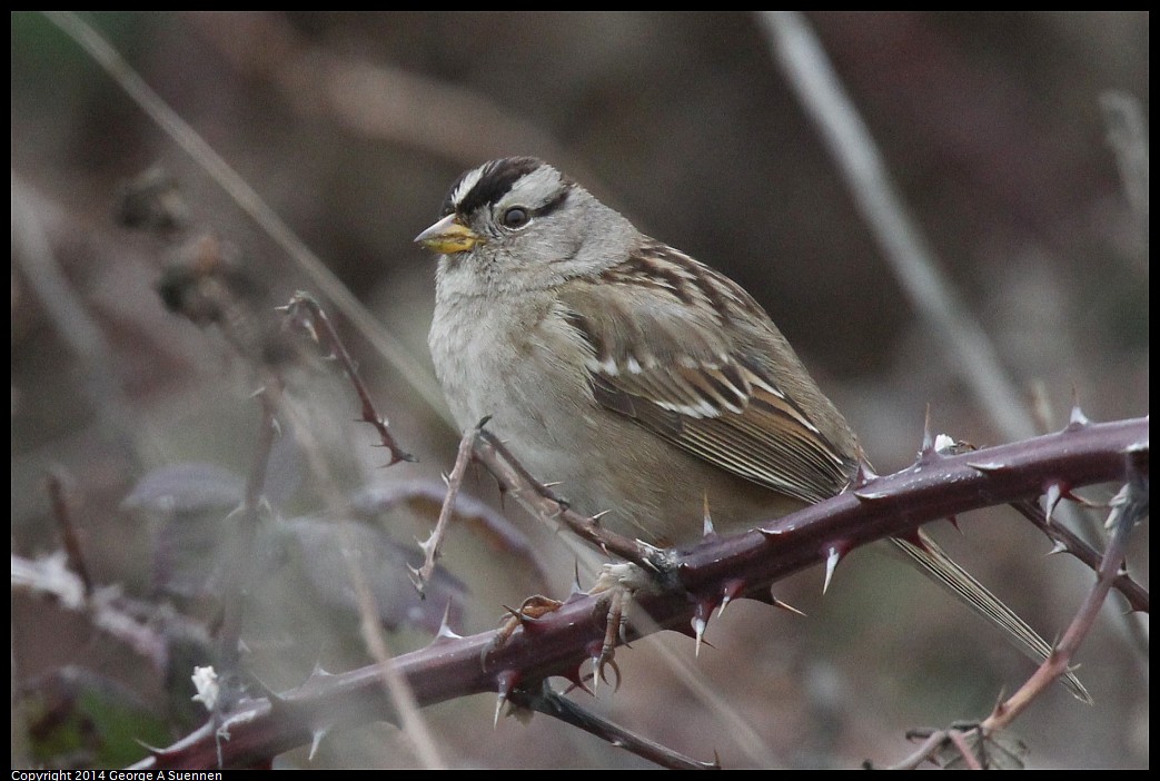 0215-130756-02.jpg - White-crowned Sparrow
