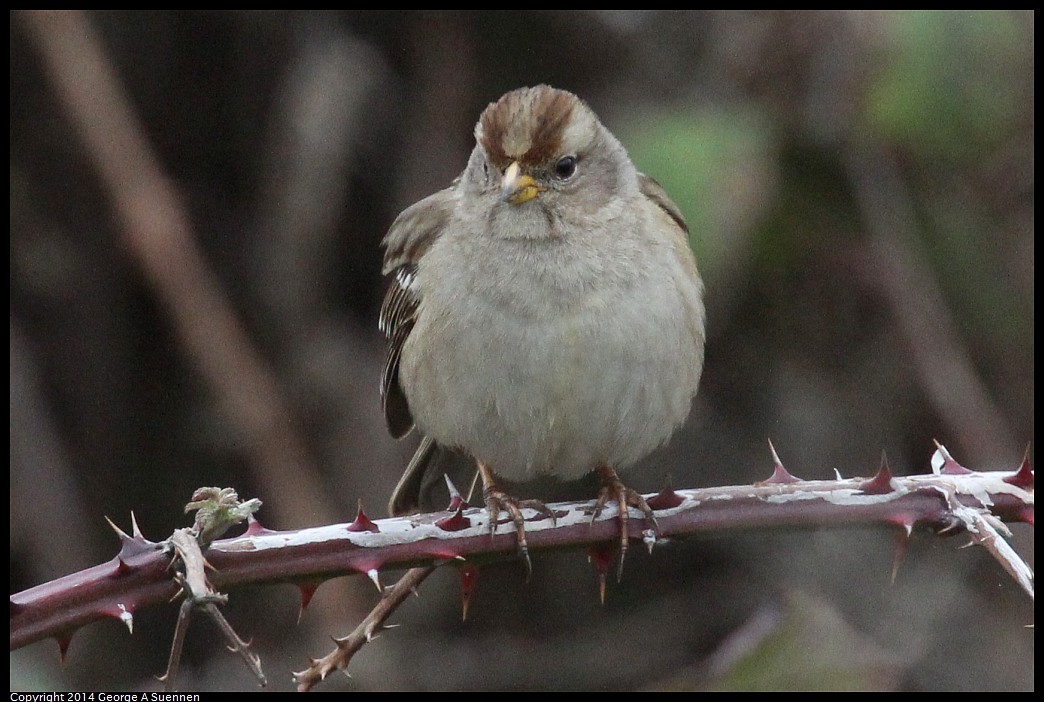 0215-130807-03.jpg - White-crowned Sparrow