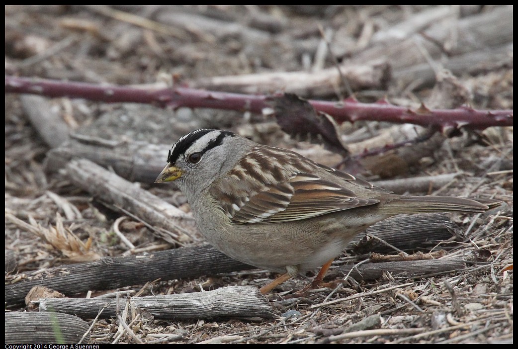 0215-130839-01.jpg - White-crowned Sparrow