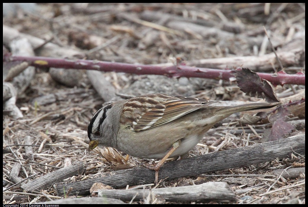 0215-130843-01.jpg - White-crowned Sparrow