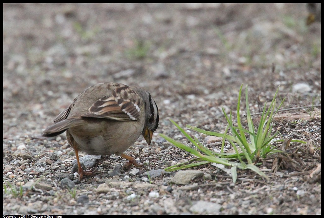 0215-130921-01.jpg - White-crowned Sparrow