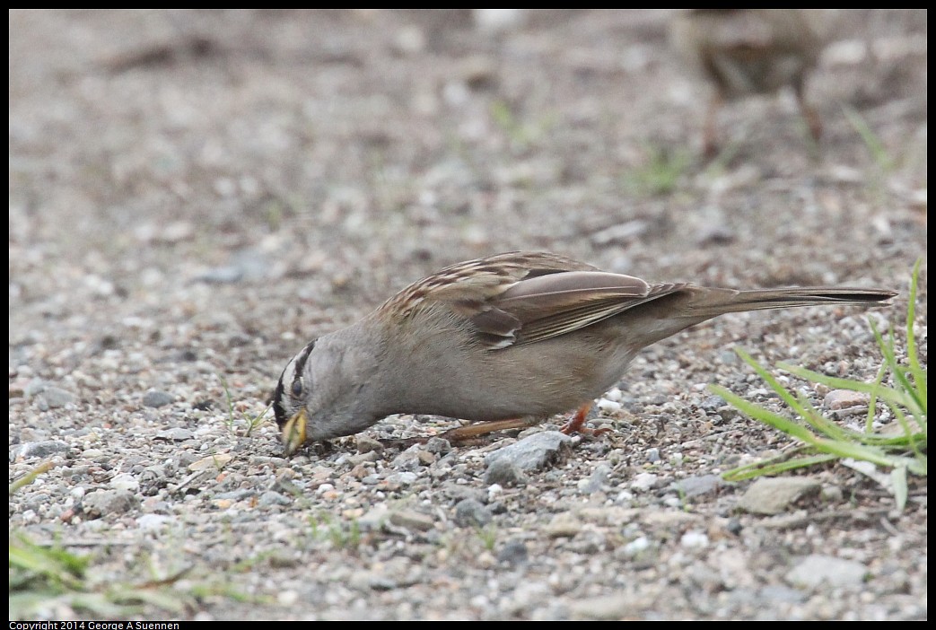 0215-130925-01.jpg - White-crowned Sparrow