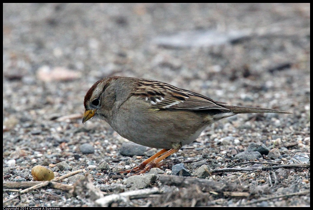 0215-130931-02.jpg - White-crowned Sparrow