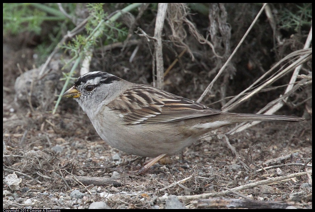 0215-131008-01.jpg - White-crowned Sparrow