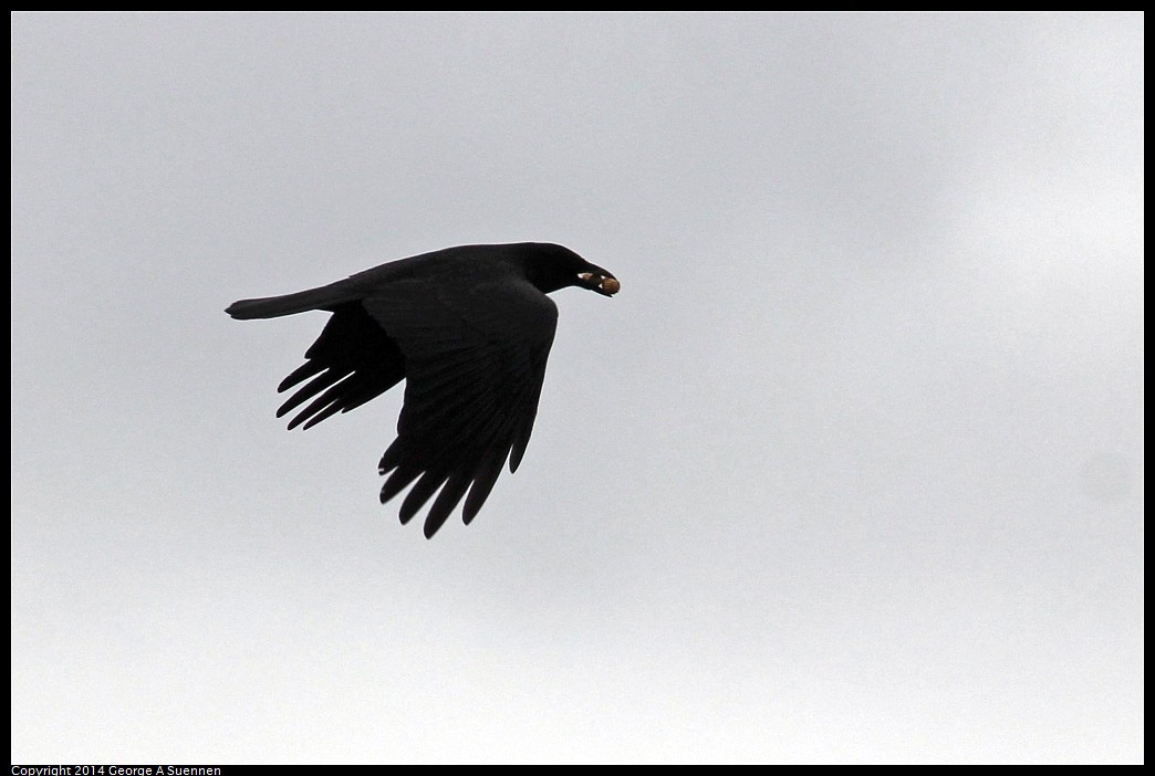 0215-131113-01.jpg - American Crow