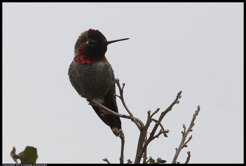 0215-131614-03.jpg - Anna's Hummingbird