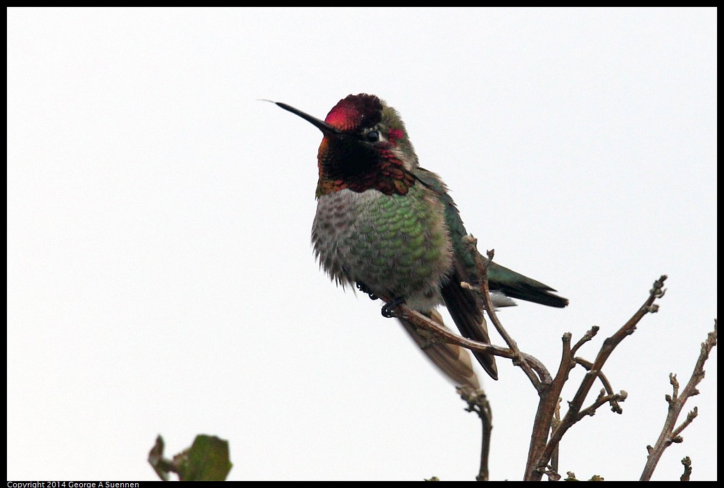 0215-131624-01.jpg - Anna's Hummingbird