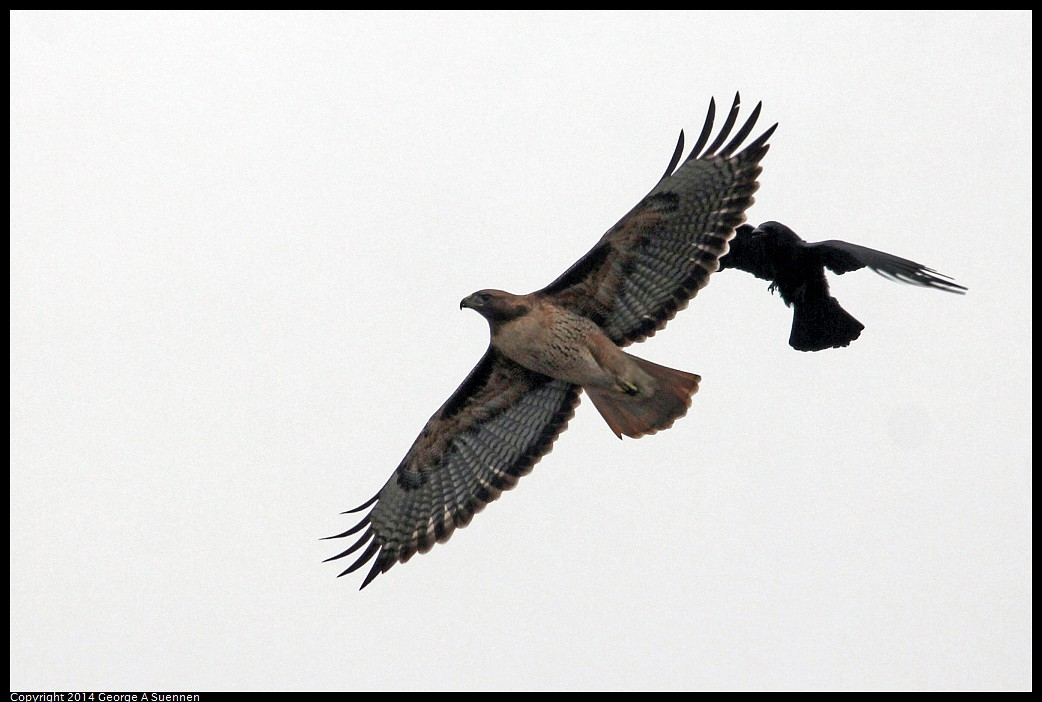 0215-133437-02.jpg - Red-tailed Hawk and Crow