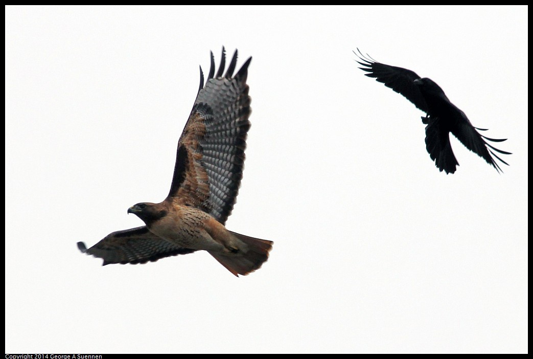 0215-133437-03.jpg - Red-tailed Hawk and Crow
