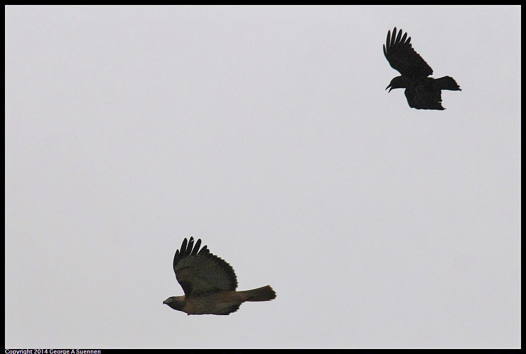 0215-133439-04.jpg - Red-tailed Hawk and Crow