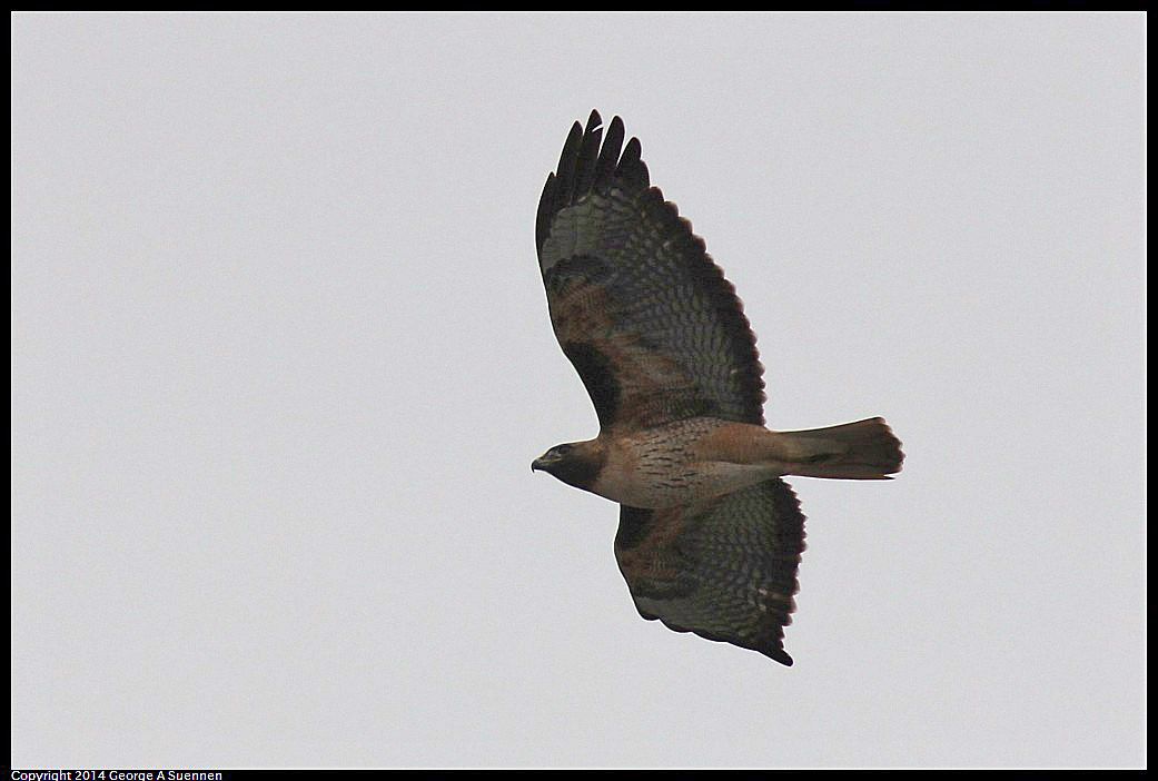 0215-133443-05.jpg - Red-tailed Hawk
