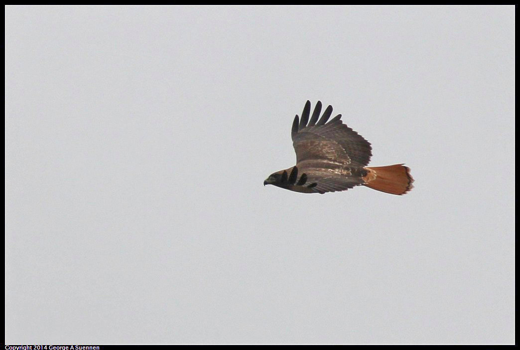 0215-133448-05.jpg - Red-tailed Hawk