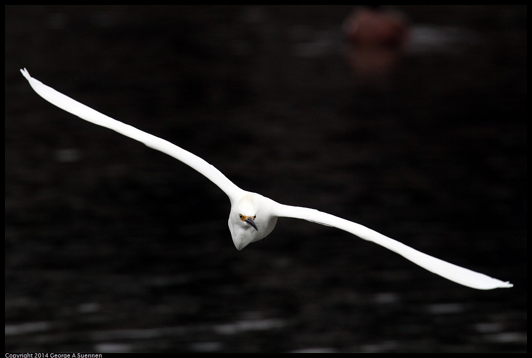 0215-134010-04.jpg - Snowy Egret