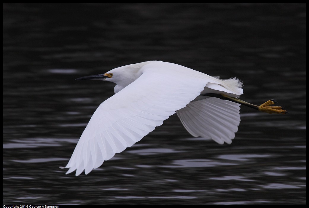 0215-134019-03.jpg - Snowy Egret