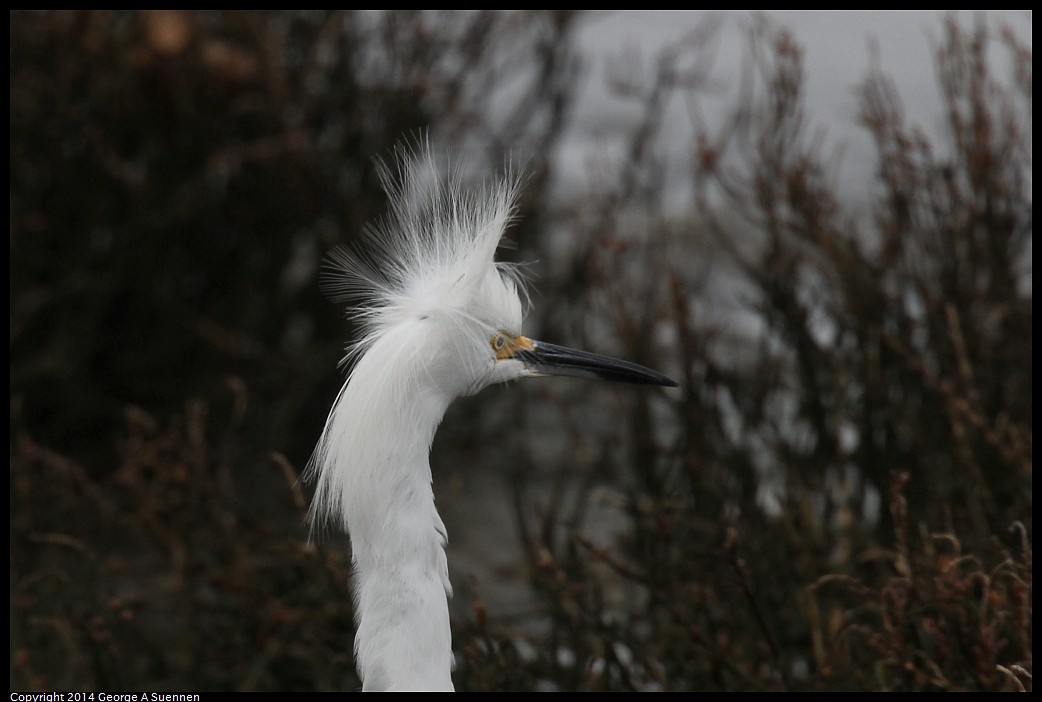 0215-134050-01.jpg - Snowy Egret