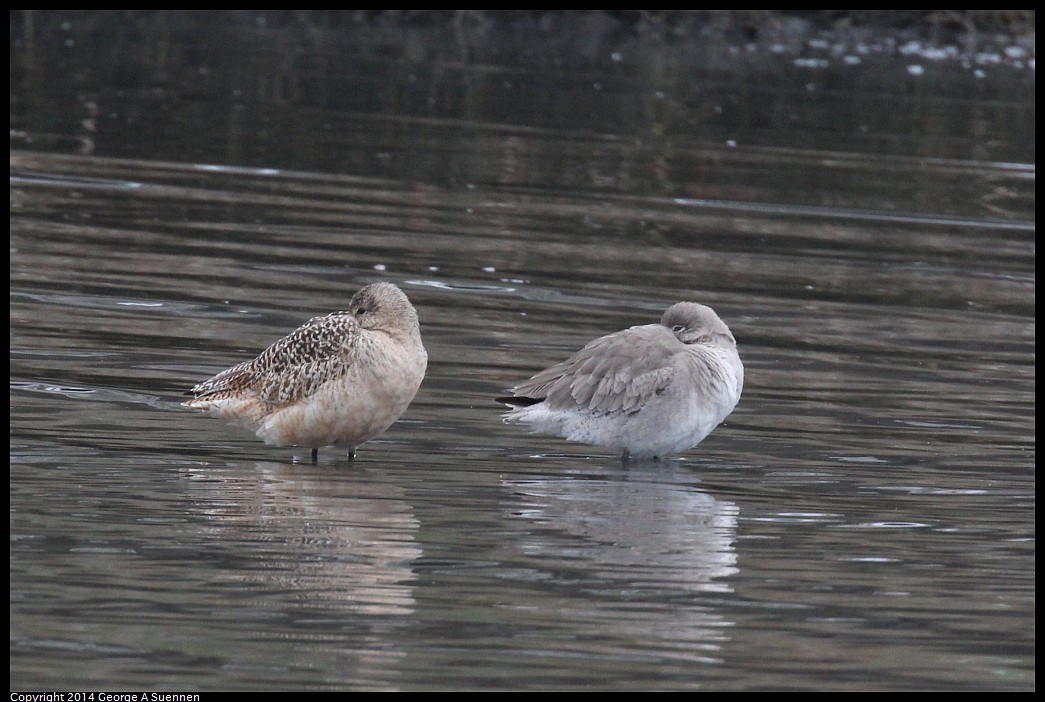0215-134434-01.jpg - Marbled Godwit and Willet