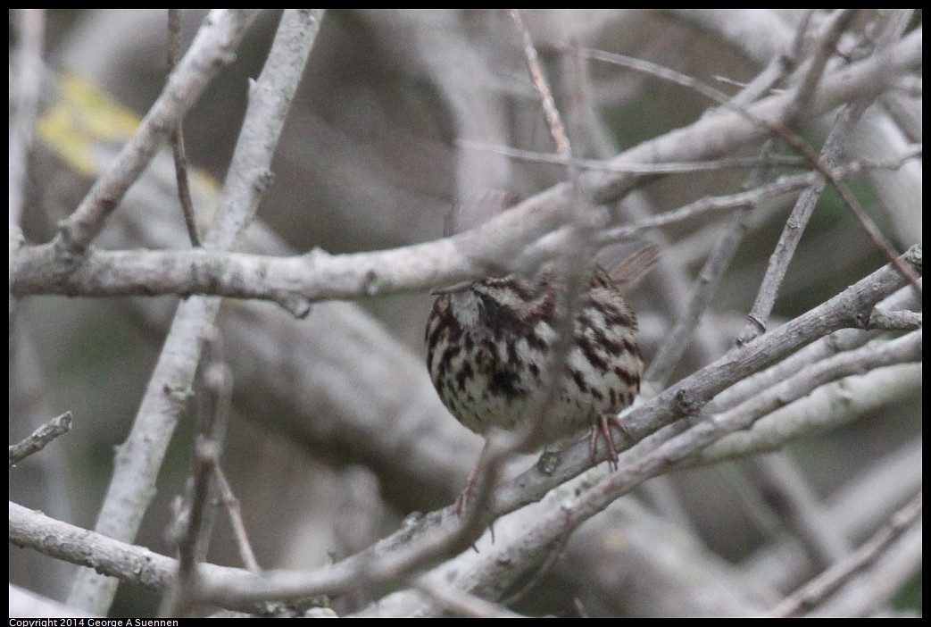 0215-135628-03.jpg - Song Sparrow (Id only)