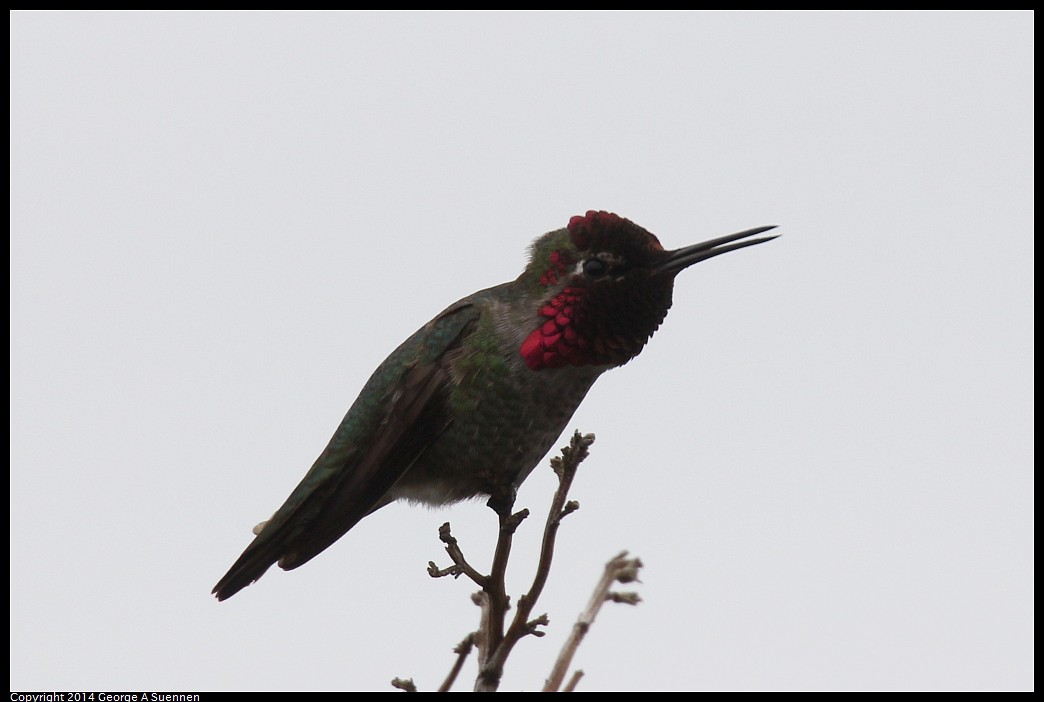 0215-140116-02.jpg - Anna's Hummingbird
