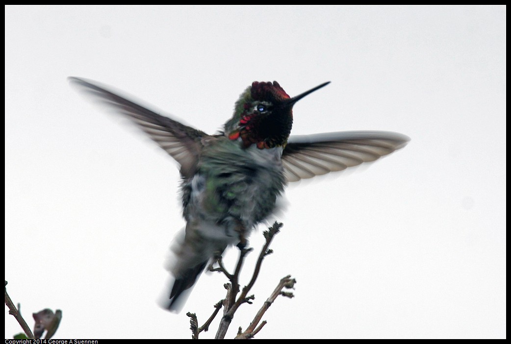 0215-140248-01.jpg - Anna's Hummingbird