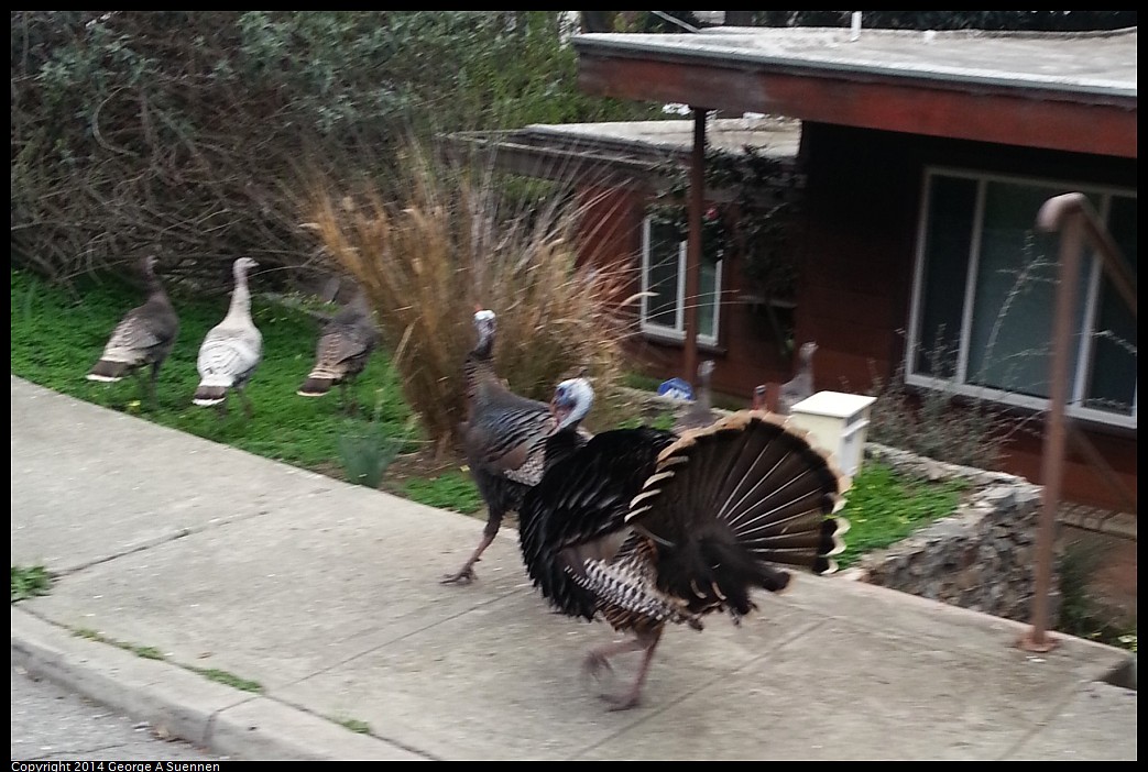 20140225_074640.jpg - Leucistic Wild Turkey